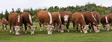 Livestock Hedging